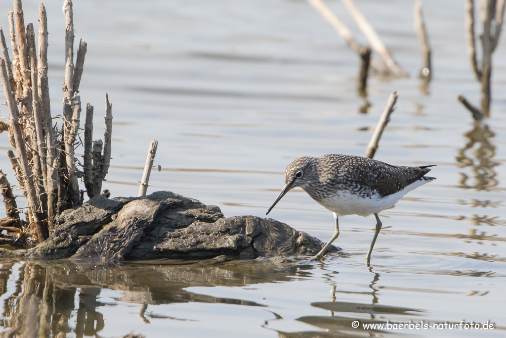 Bruchwasserläufer