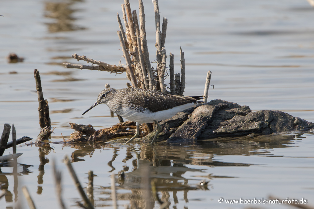 Bruchwasserläufer