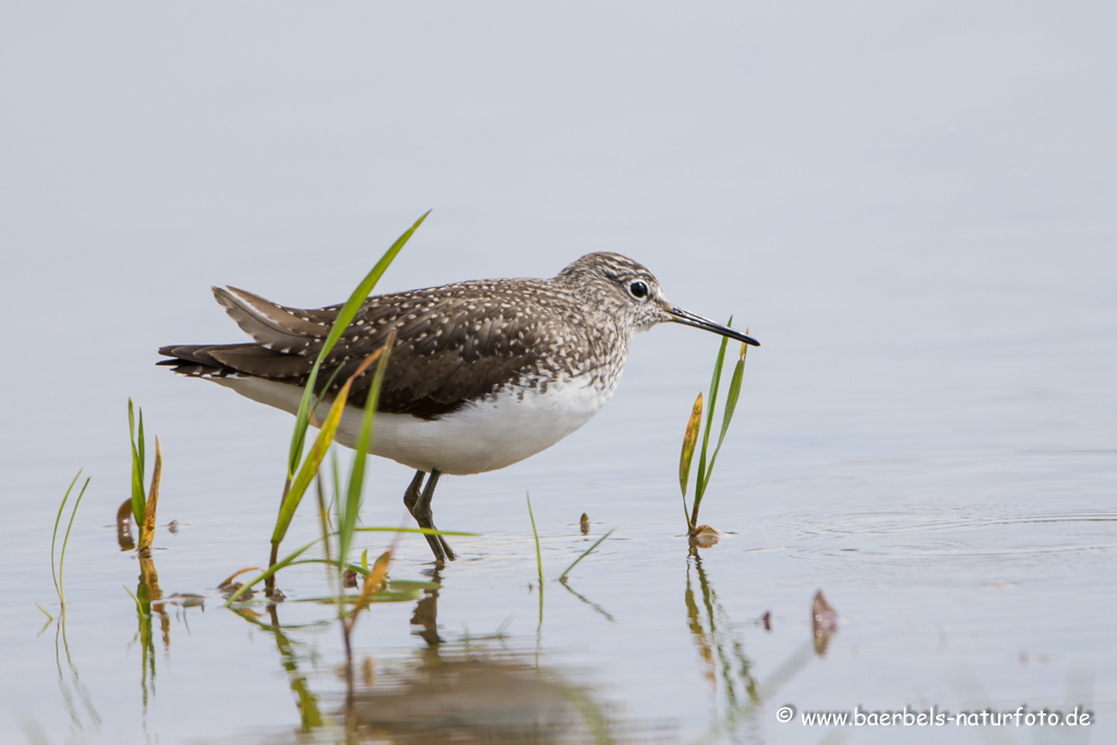 Bruchwasserläufer