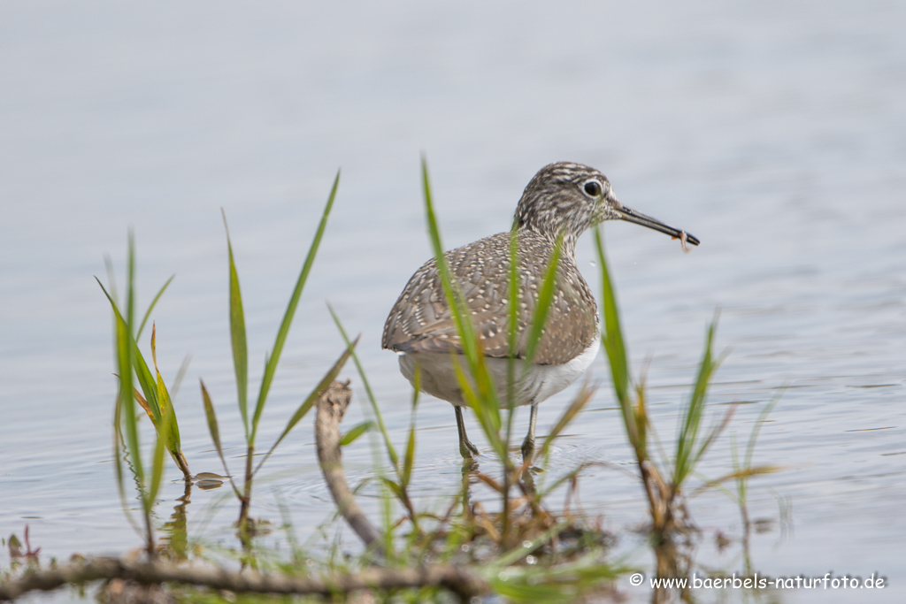 Bruchwasserläufer