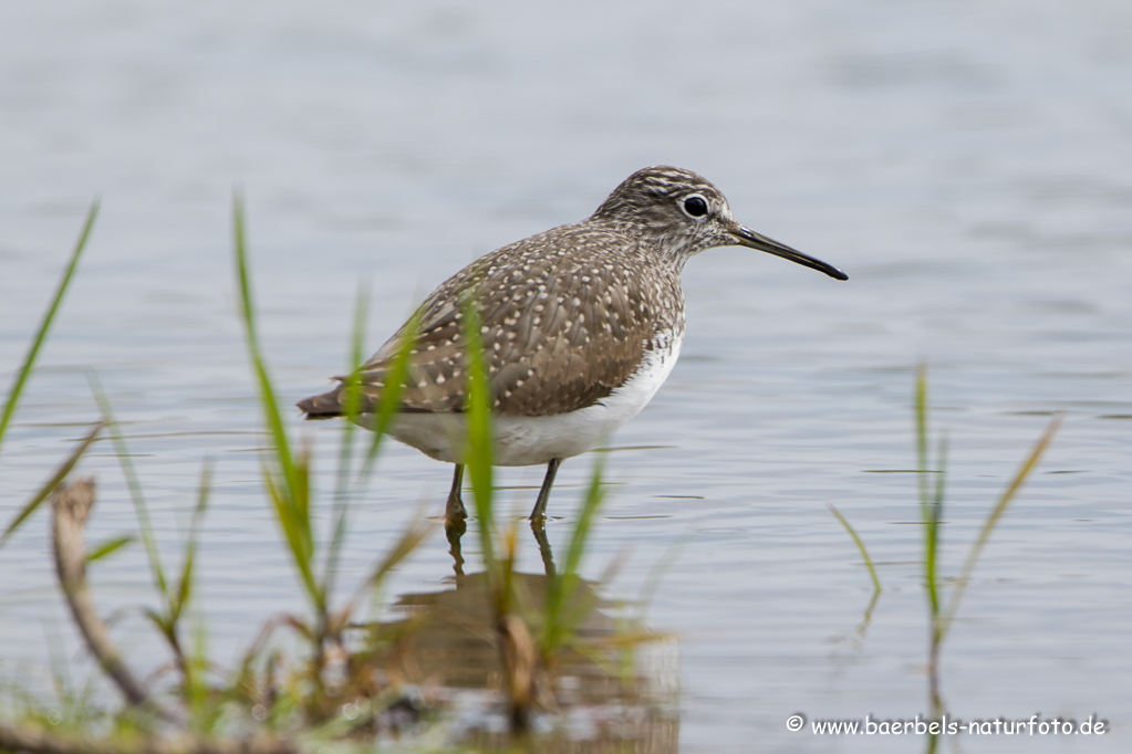 Bruchwasserläufer