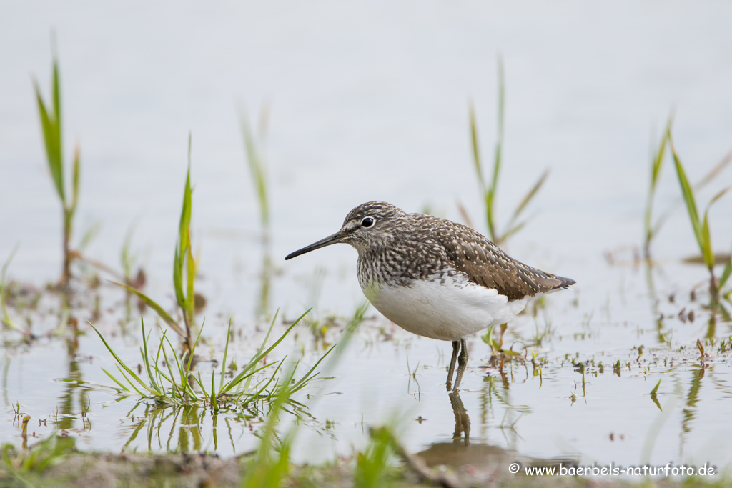 Bruchwasserläufer