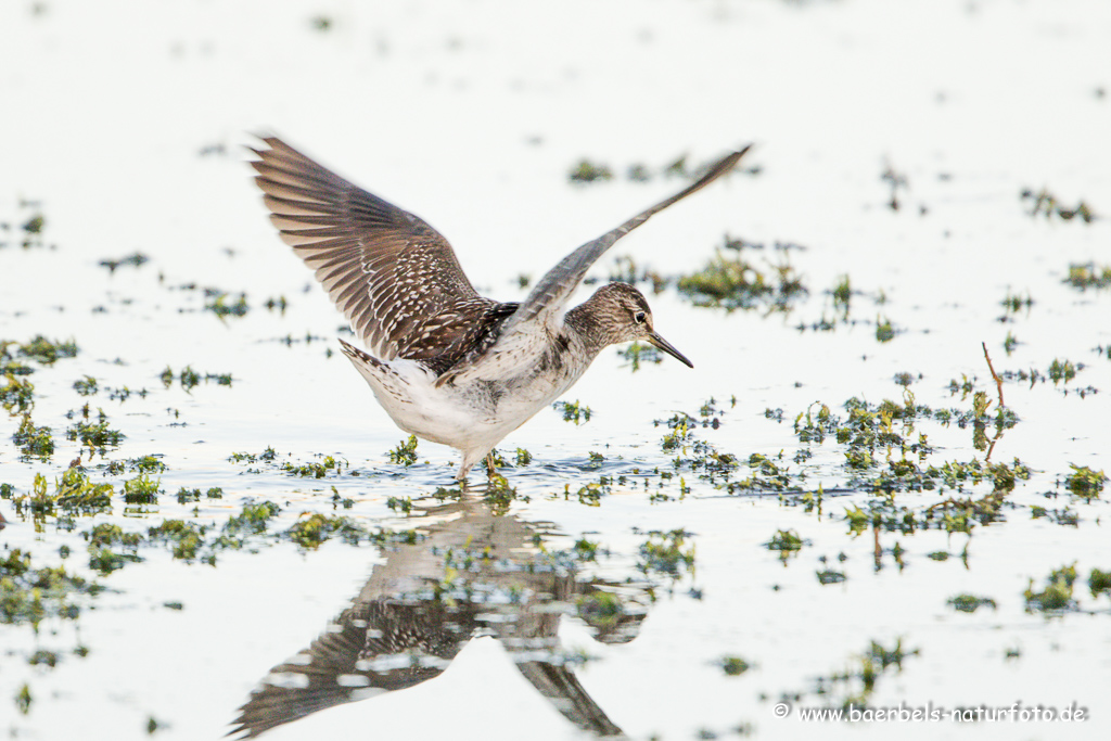 Bruchwasserläufer