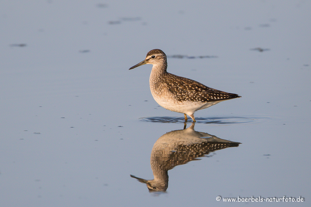 Bruchwasserläufer