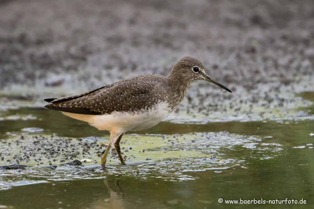 Bruchwasserläufer