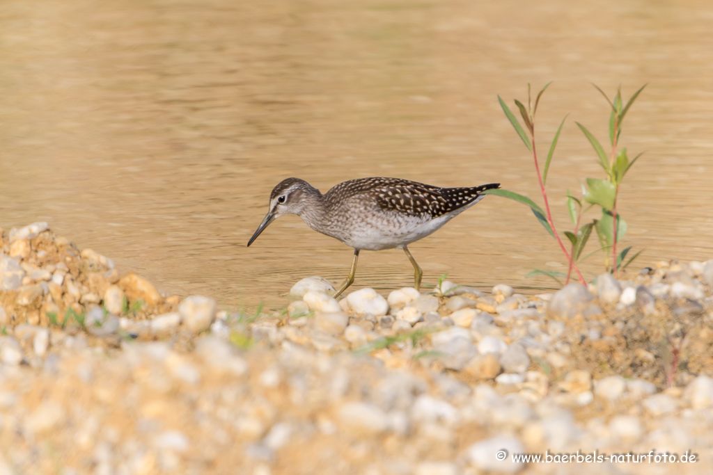 Bruchwasserläufer