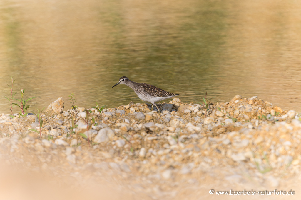 Bruchwasserläufer