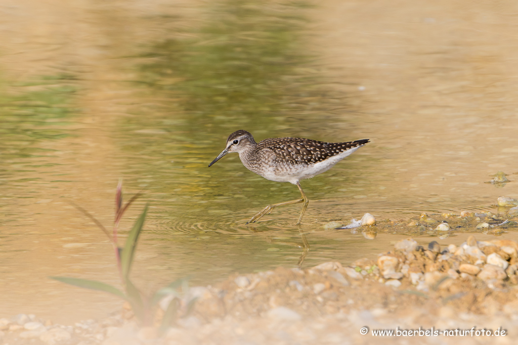 Bruchwasserläufer