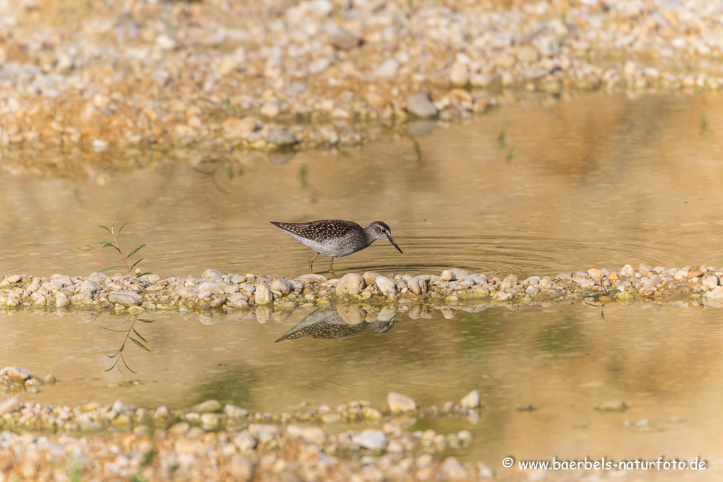 Bruchwasserläufer