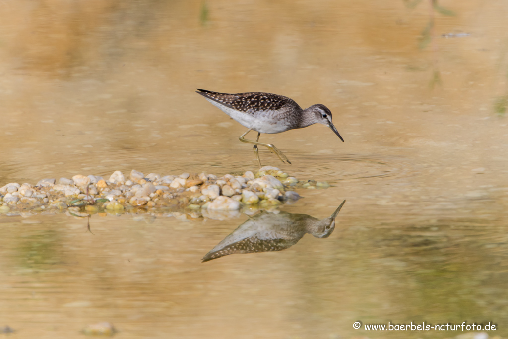 Bruchwasserläufer