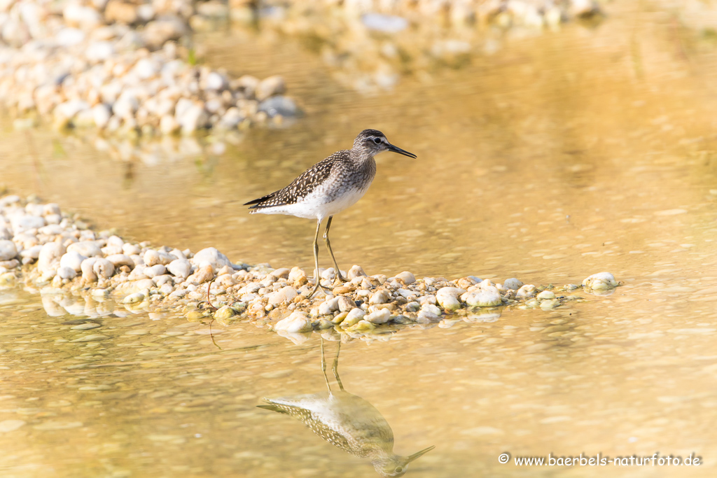 Bruchwasserläufer