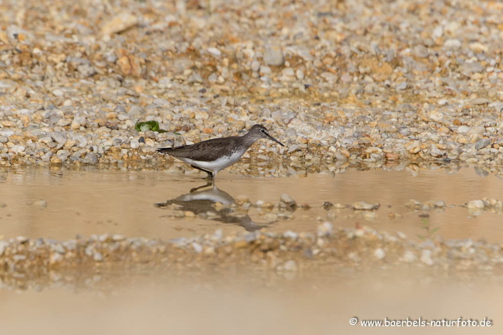 Bruchwasserläufer