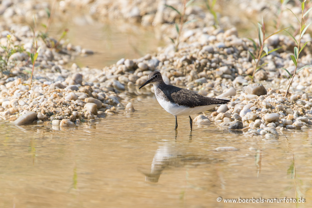 Bruchwasserläufer