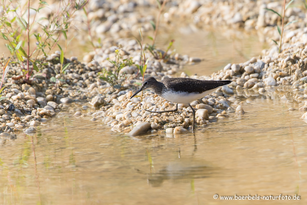 Bruchwasserläufer