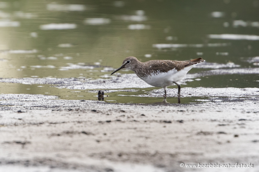 Bruchwasserläufer