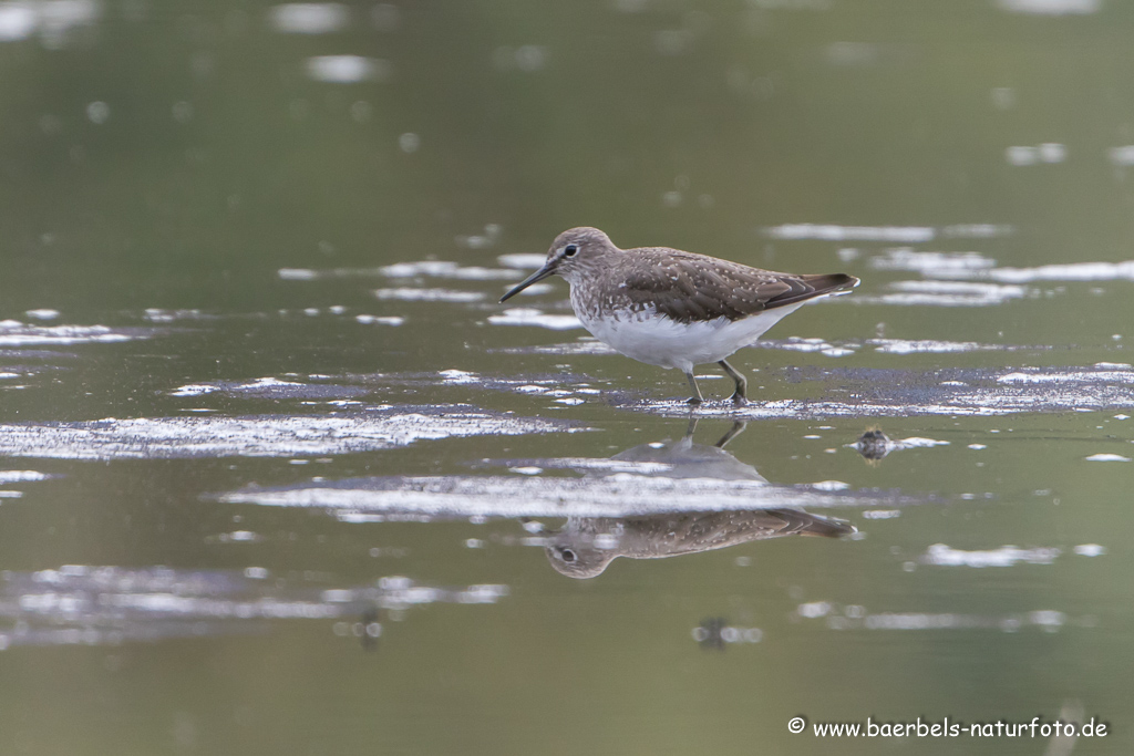 Bruchwasserläufer