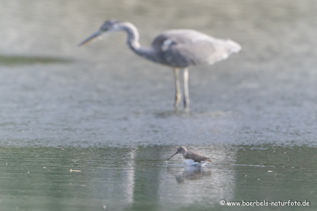 Bruchwasserläufer