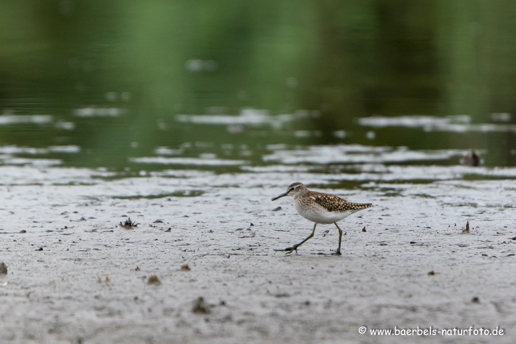 Bruchwasserläufer