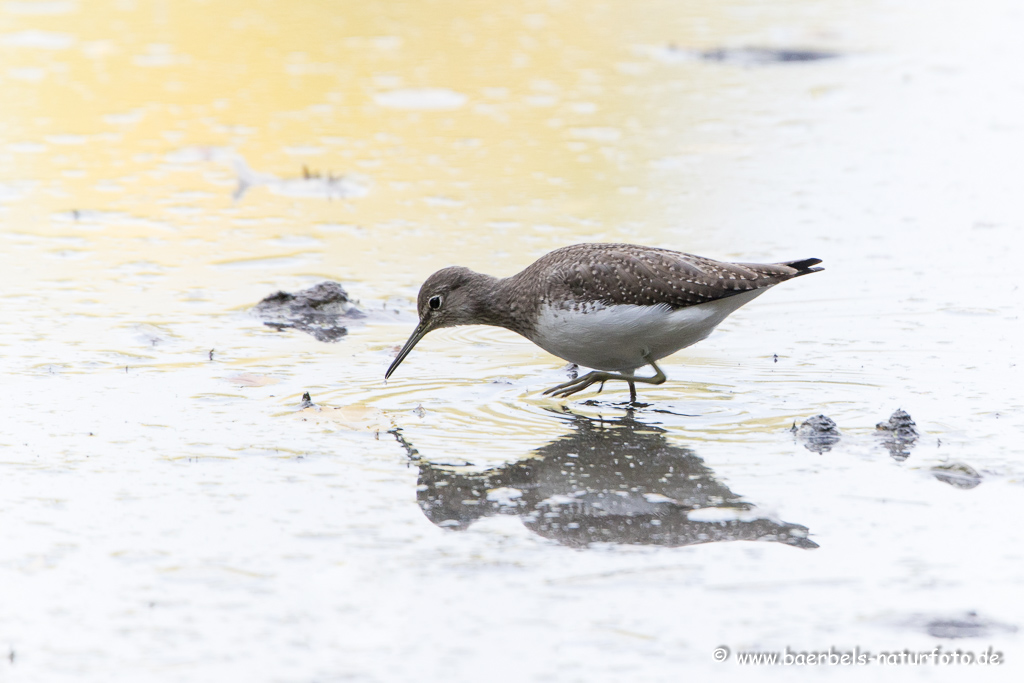 Bruchwasserläufer