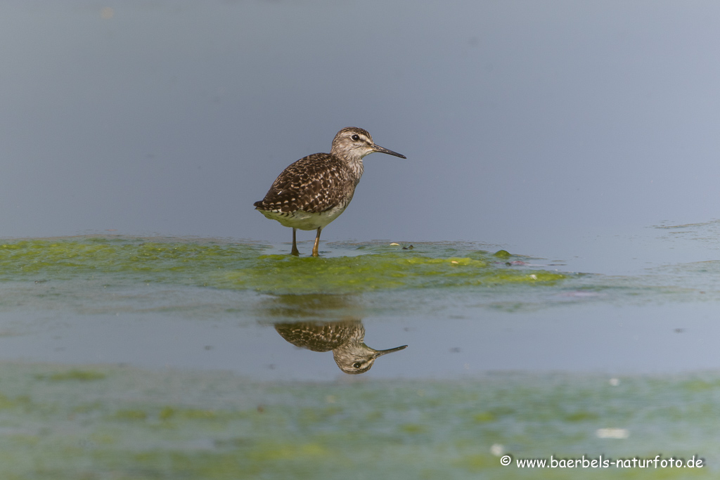 Bruchwasserläufer