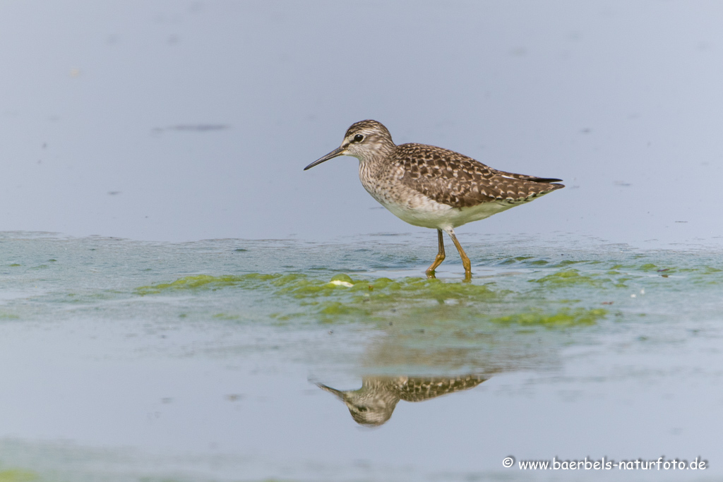 Bruchwasserläufer