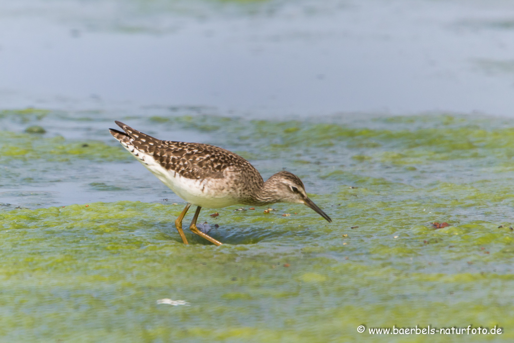 Bruchwasserläufer