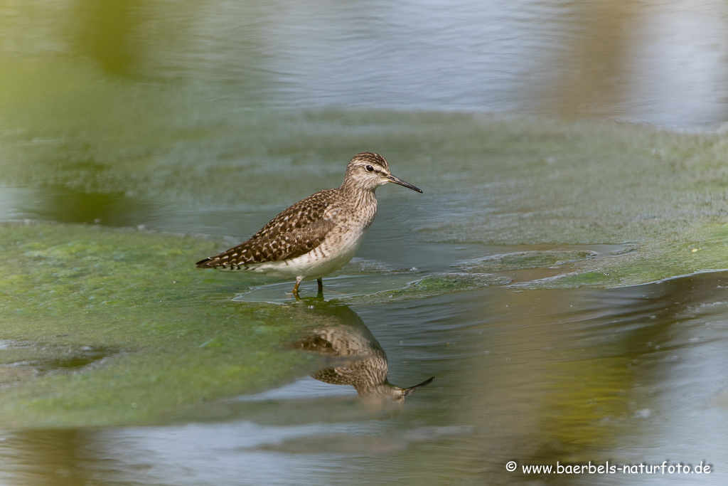 Bruchwasserläufer