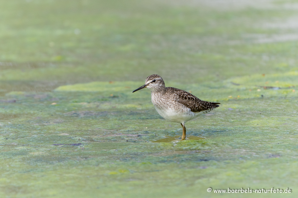 Bruchwasserläufer