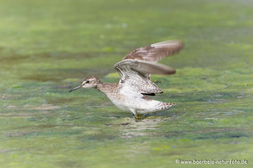 Bruchwasserläufer