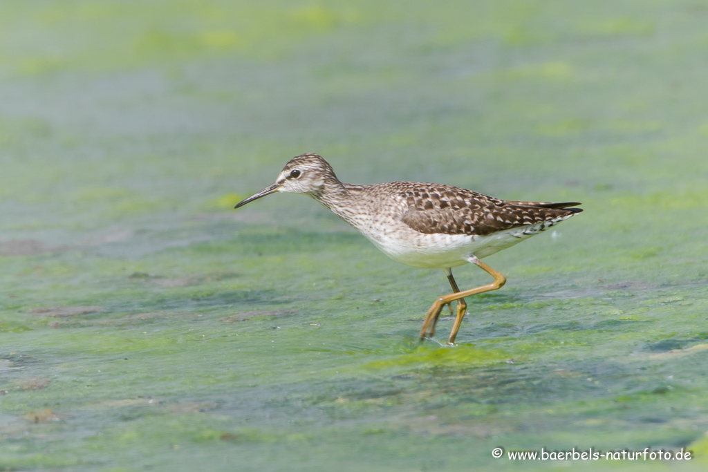 Bruchwasserläufer