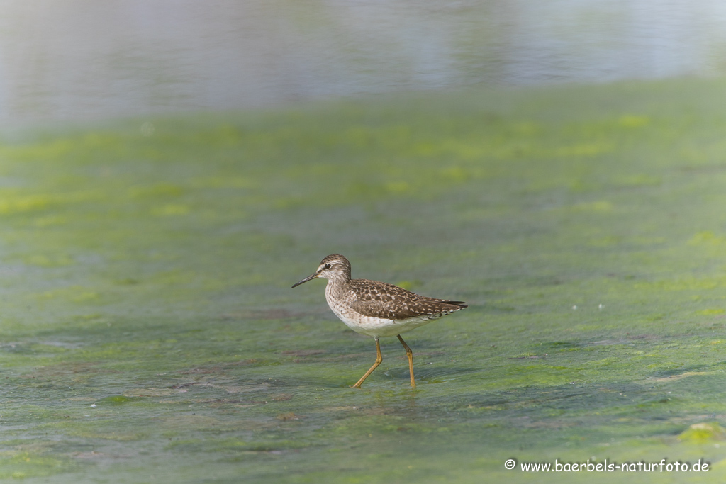 Bruchwasserläufer