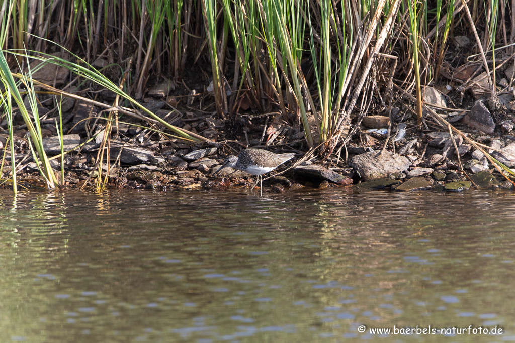 Bruchwasserläufer