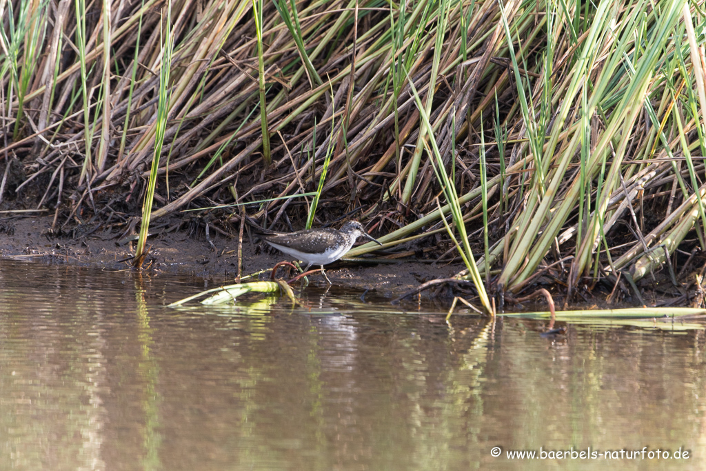 Bruchwasserläufer