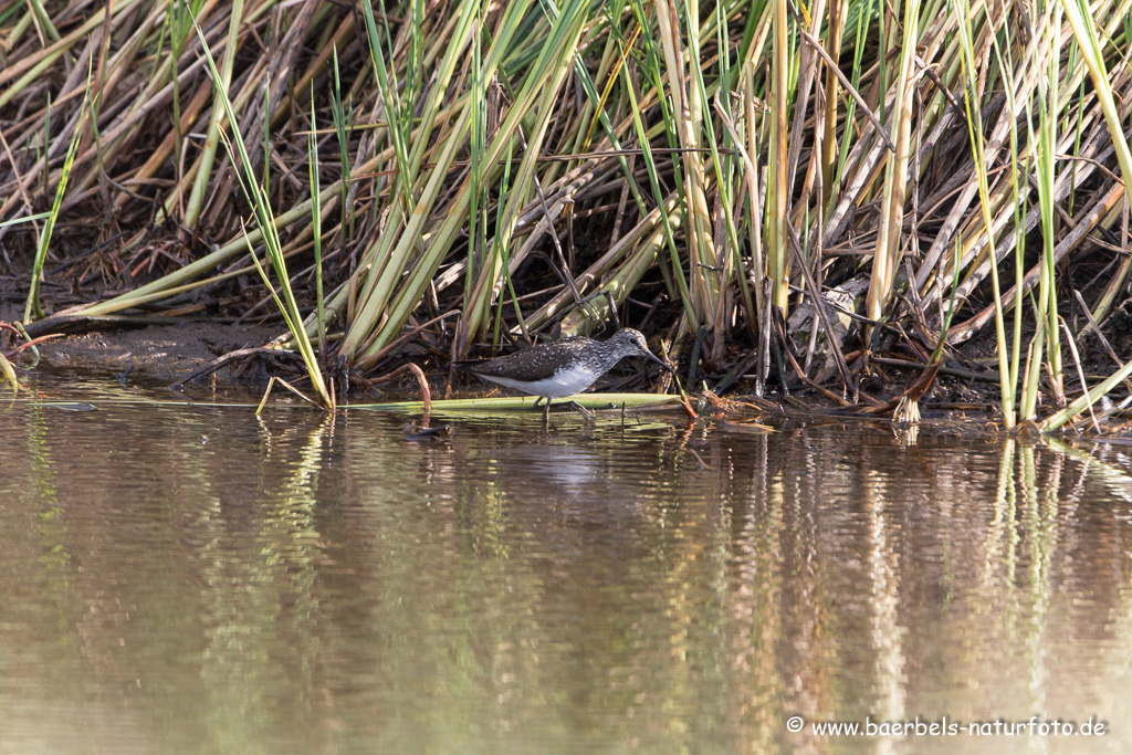 Bruchwasserläufer