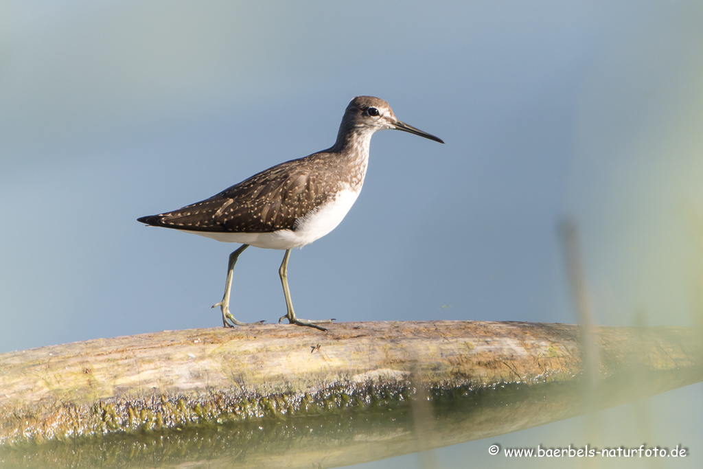 Bruchwasserläufer