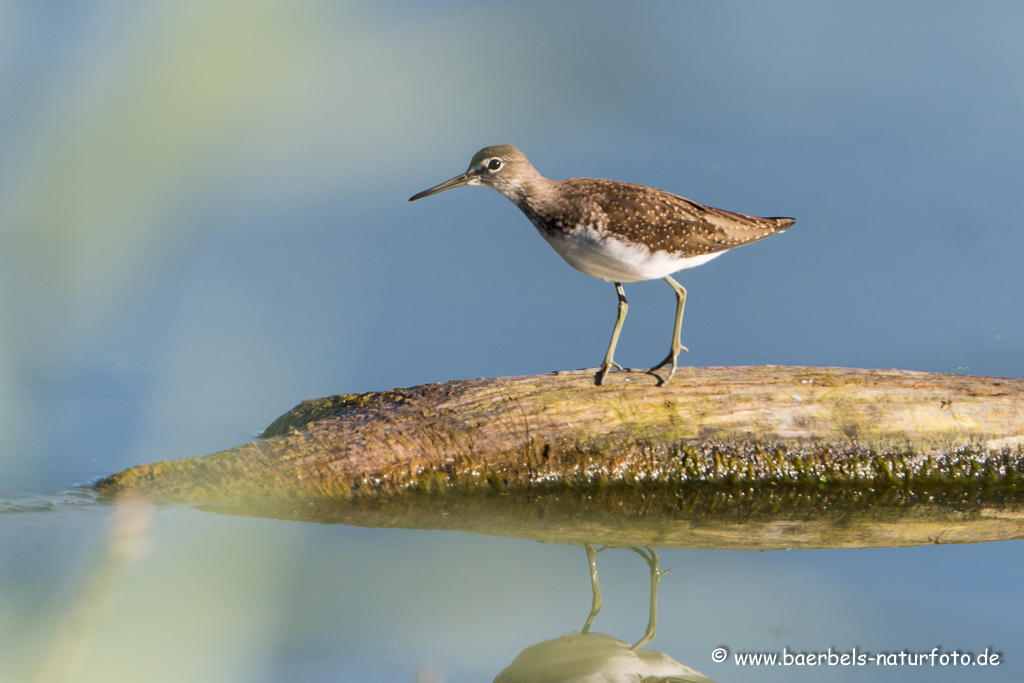 Bruchwasserläufer