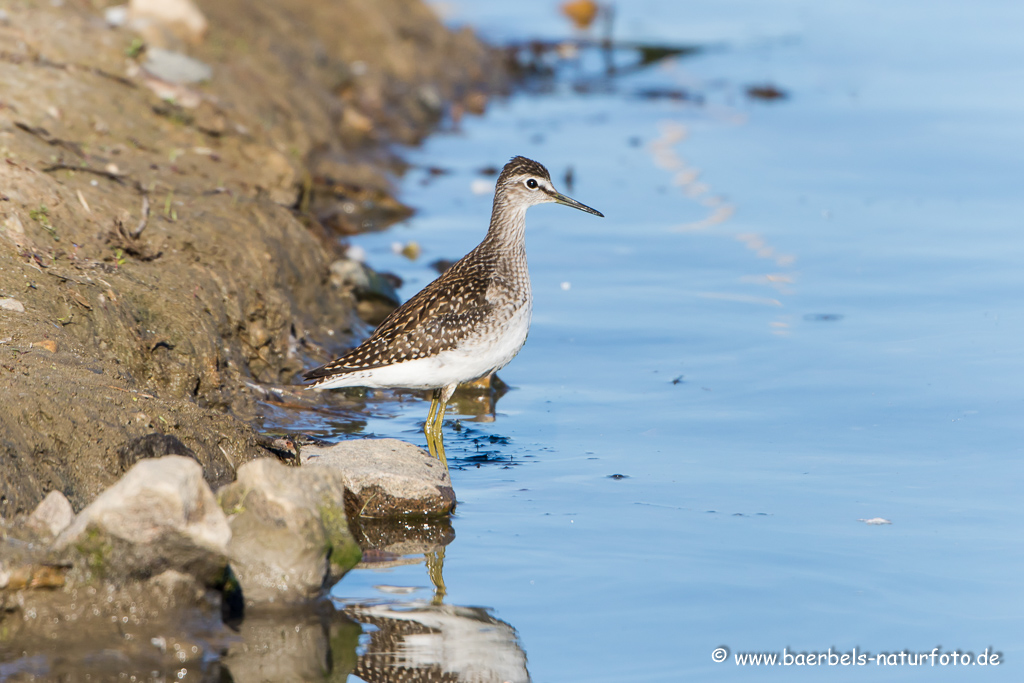 Bruchwasserläufer