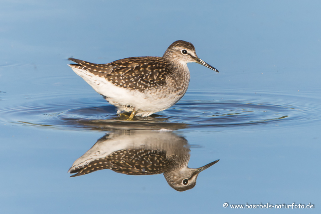 Bruchwasserläufer