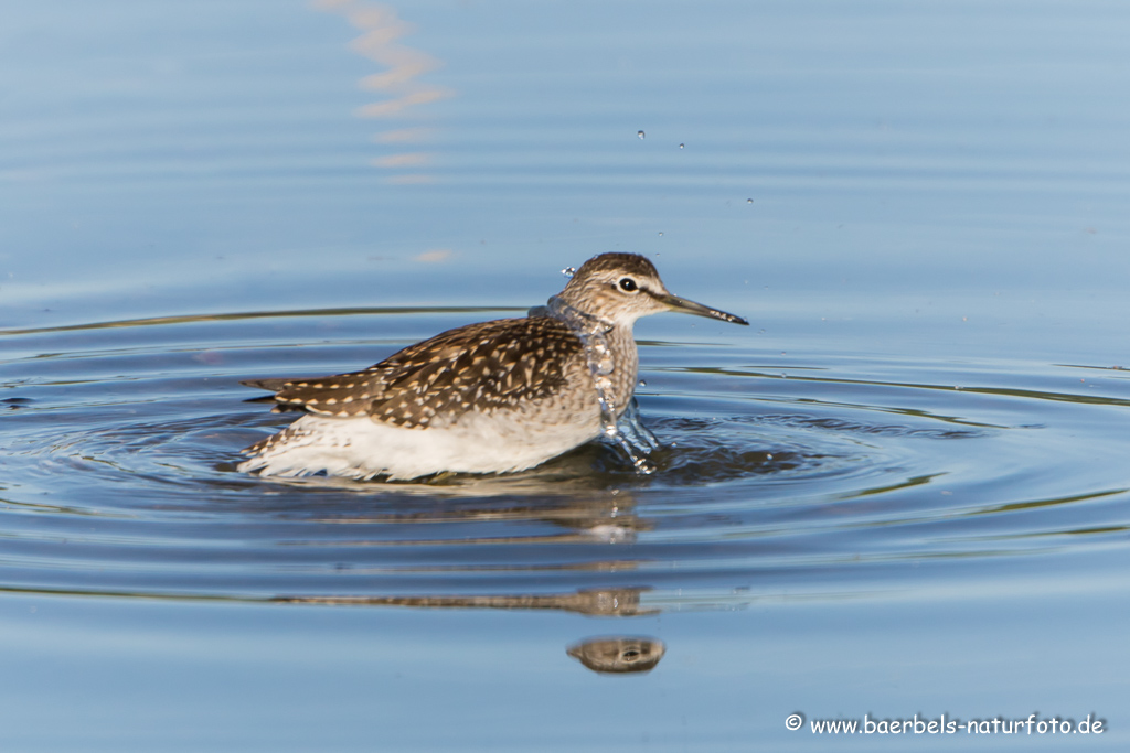 Bruchwasserläufer