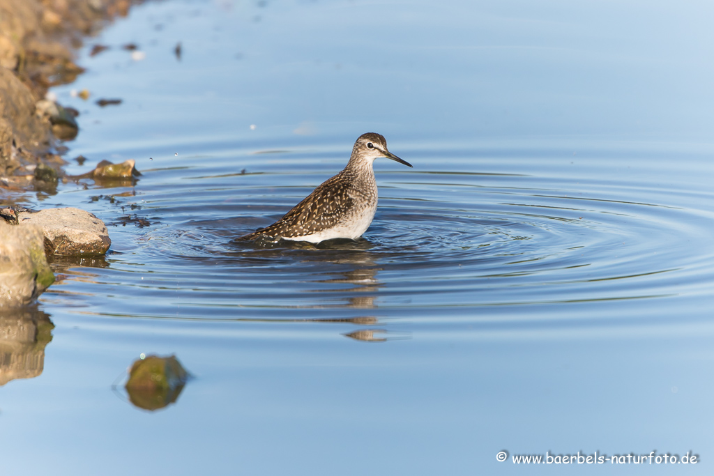 Bruchwasserläufer