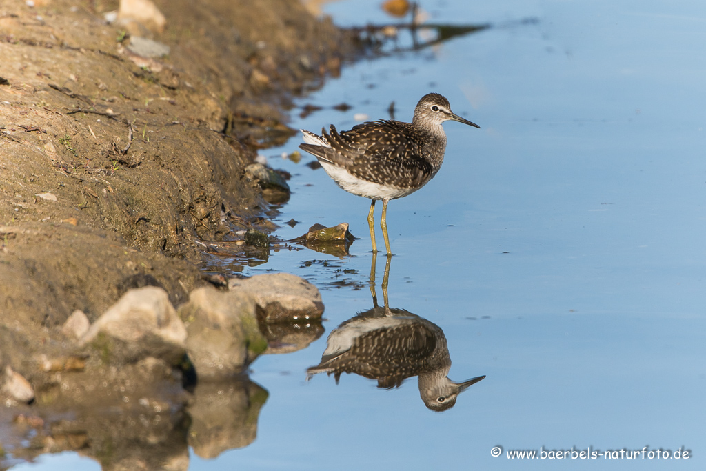 Bruchwasserläufer