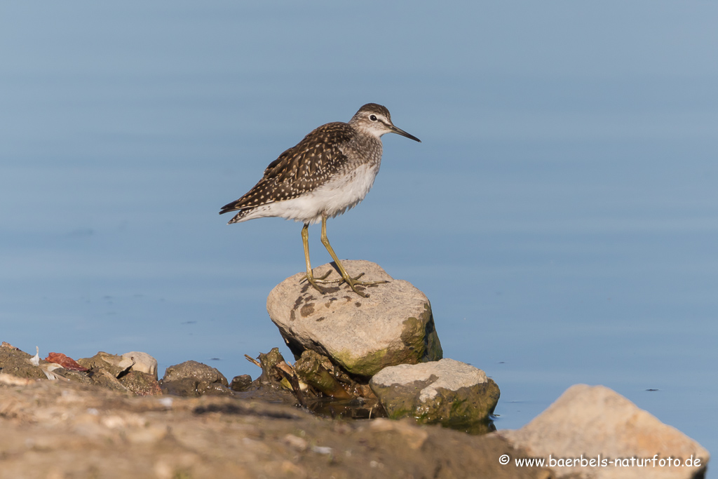 Bruchwasserläufer