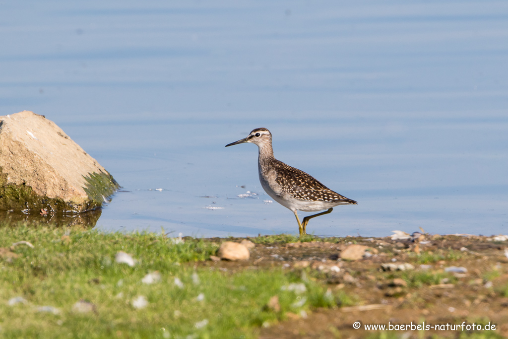 Bruchwasserläufer