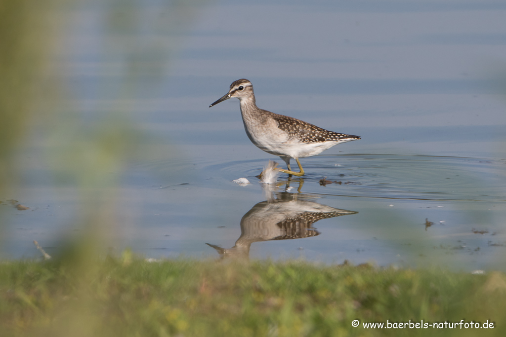 Bruchwasserläufer