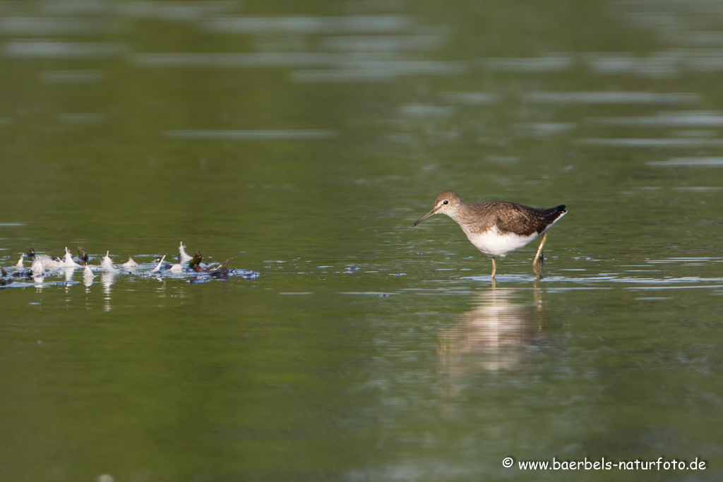 Bruchwasserläufer