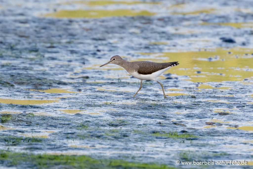 Bruchwasserläufer