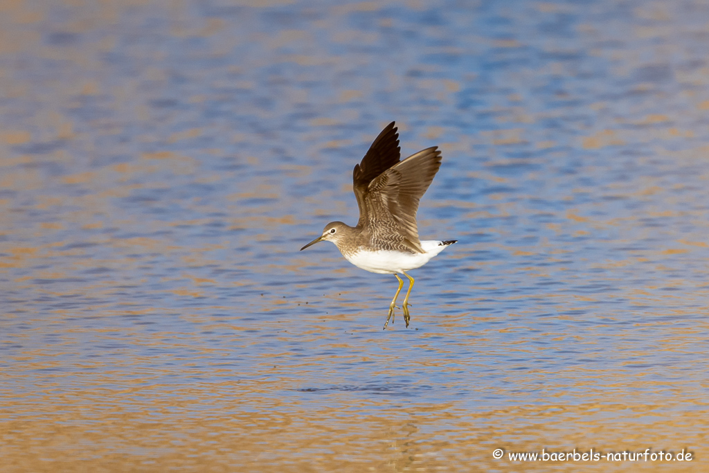 Bruchwasserläufer