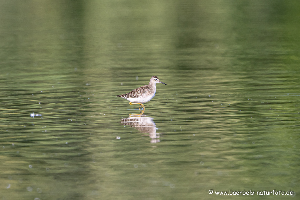 Bruchwasserläufer