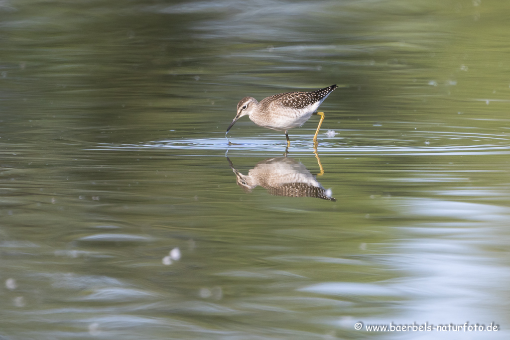 Bruchwasserläufer