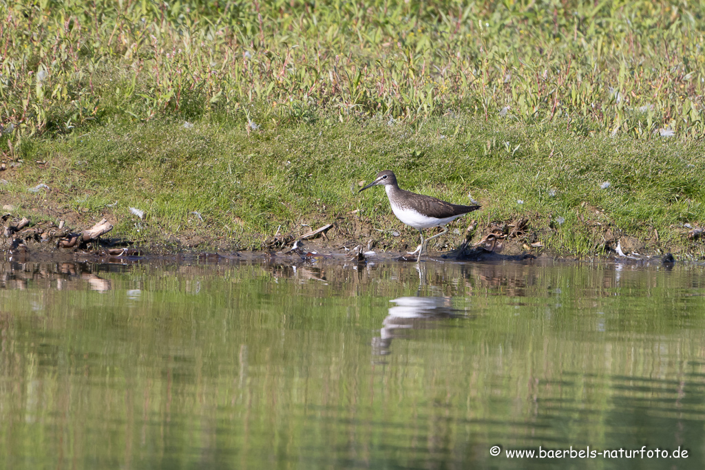 Bruchwasserläufer